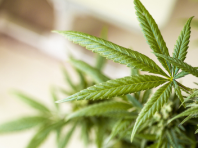 Gesundheitsminister Philippi: Verfügbarkeit von Cannabis auf Rezept einschränken