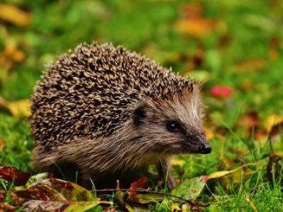 Gefahr für Igel: Nabu fordert Nachtfahrverbot für Mähroboter
