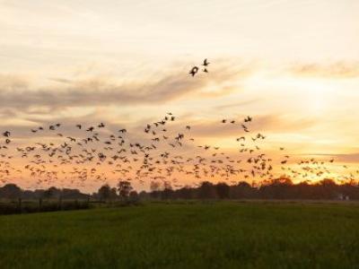 Geflügelpest: Region Hannover hebt Stallpflicht für Geflügel auf
