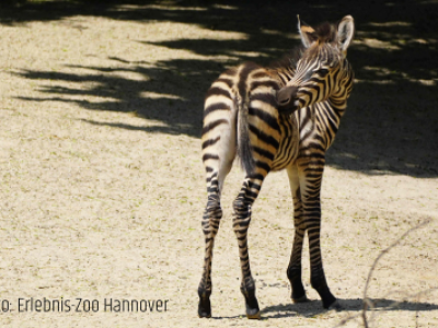 Zoo Hannover: Nachwuchs bei den Zebras