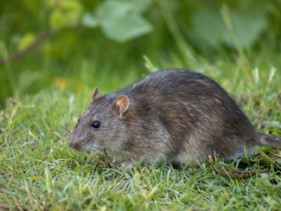 Lehrte: Stadt geht gegen Ratten vor