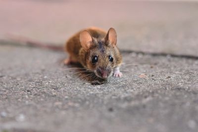 Bürgeramt Sahlkamp wegen Mäusebefall zu
