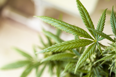 Gesundheitsminister Philippi: Verfügbarkeit von Cannabis auf Rezept einschränken